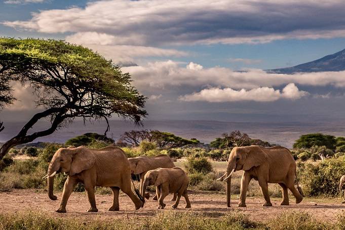 Safari africa
