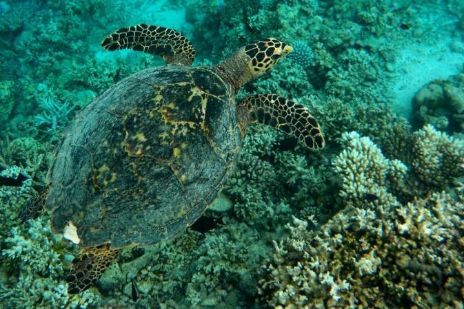 Maldive: acqua cristallina