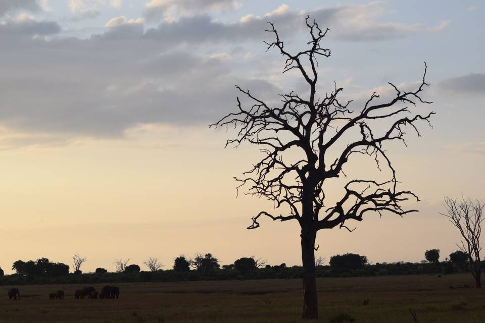 Kenya: tramonto nella savana