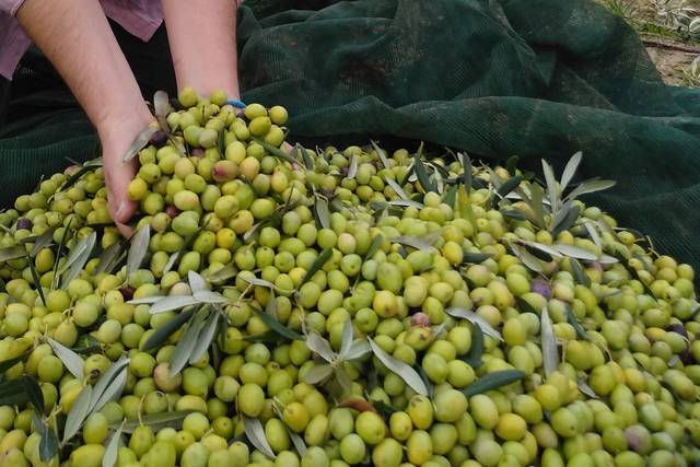 Azienda Agricola Rosanna Turco