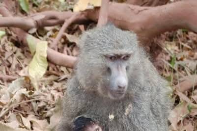 Cristina Pastorelli - CartOrange