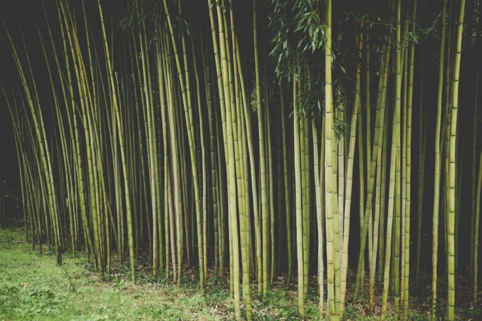 Bamboo