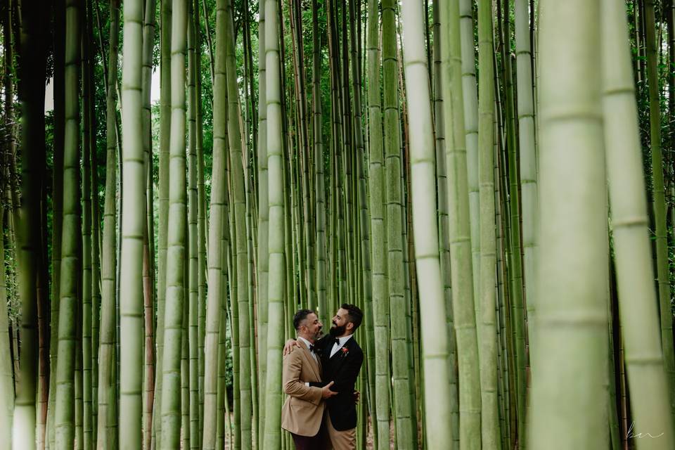 Love in bamboo forest
