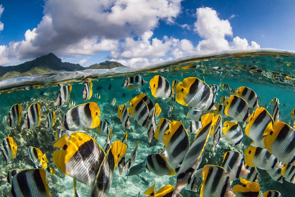 Ocean Cay Marine Reserve