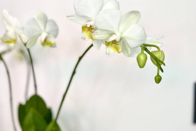 Kokedama orchidea