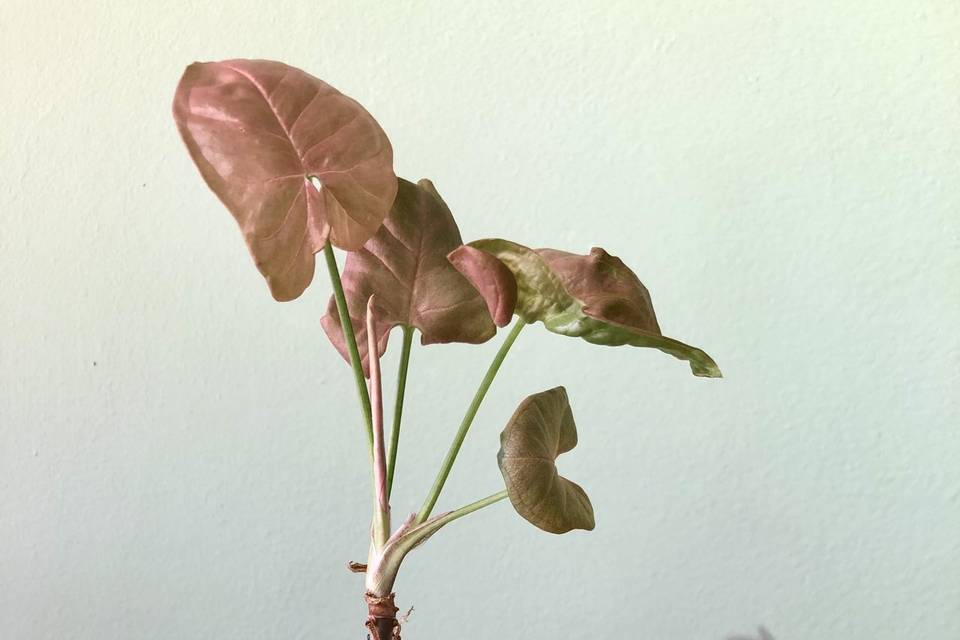 Kokedama