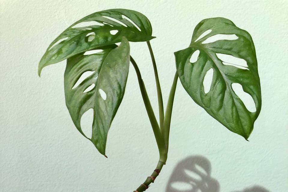 Kokedama