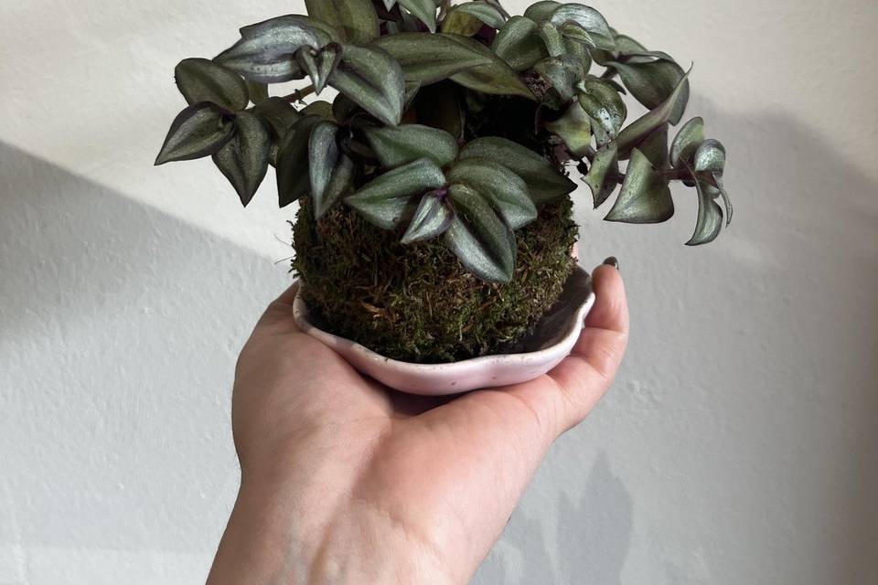 Kokedama