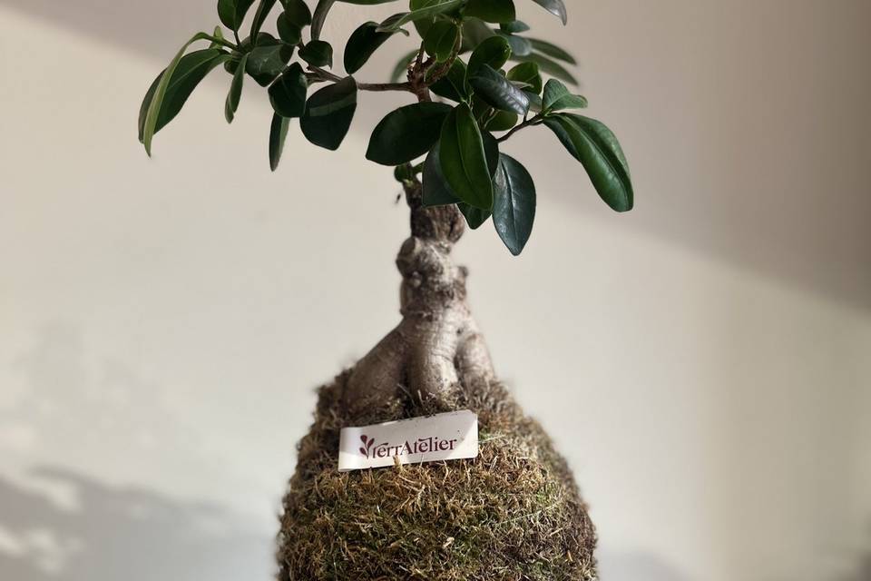 Kokedama bonsai