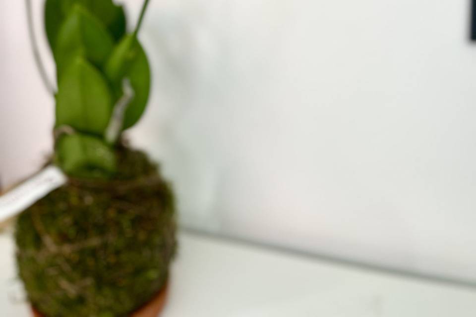 Kokedama orchidea