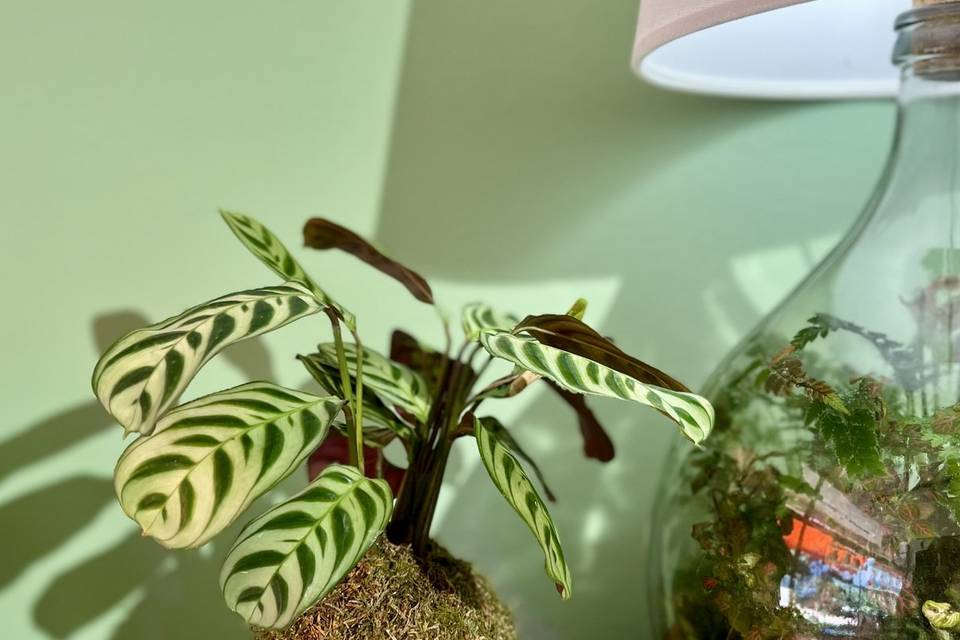 Kokedama