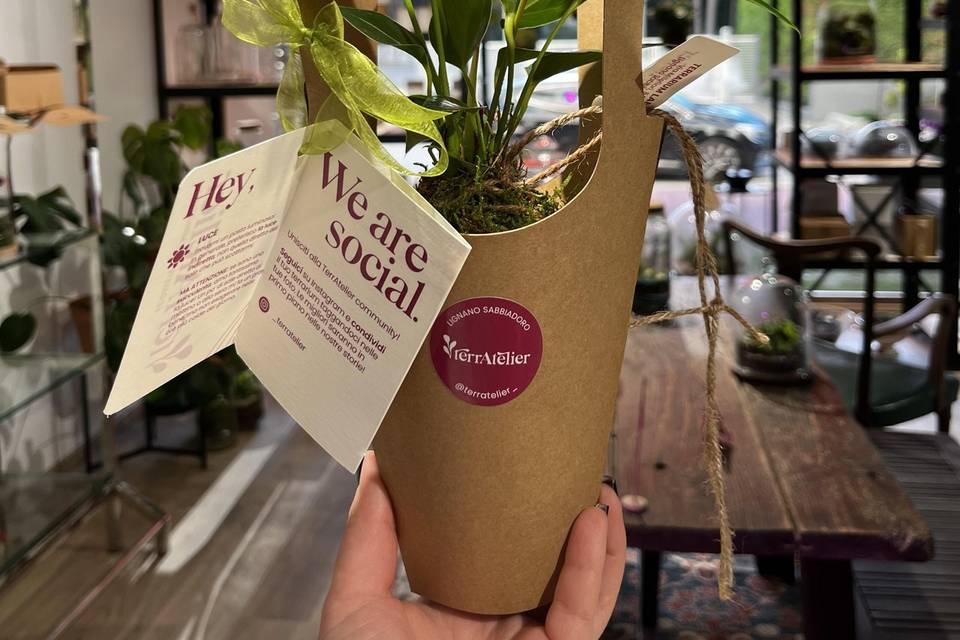 Packaging Kokedama anthurium