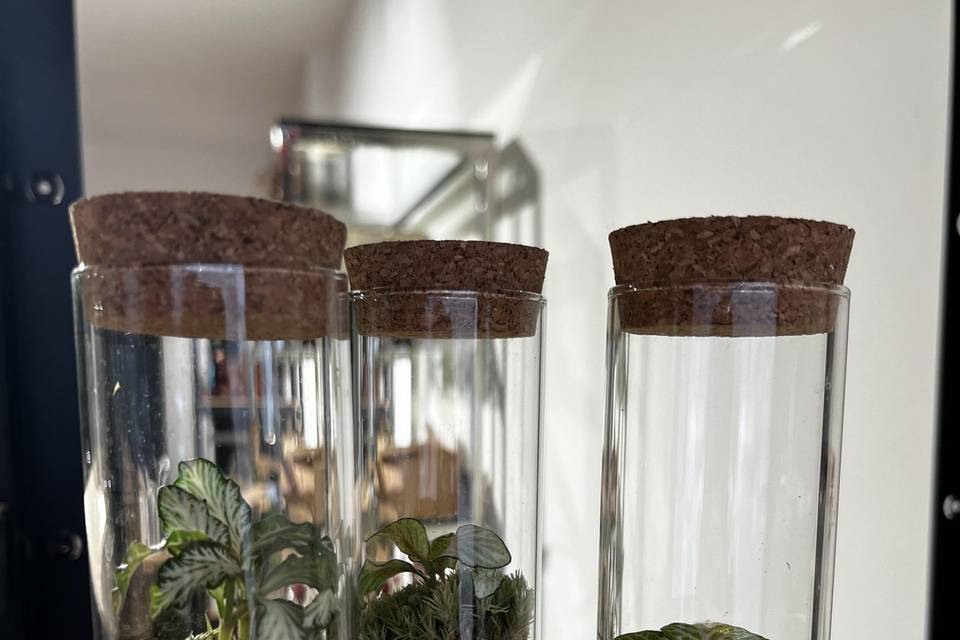 Mini terrario bomboniera