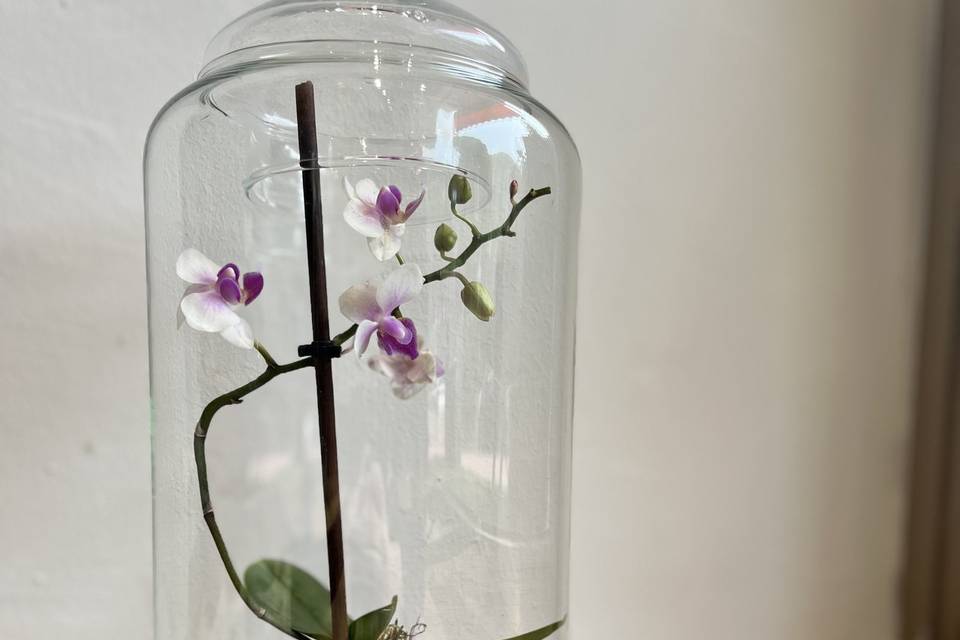 Kokedarium con orchidea