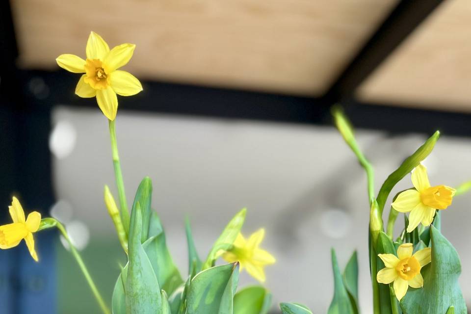 Kokedama con bulbi di narcisi
