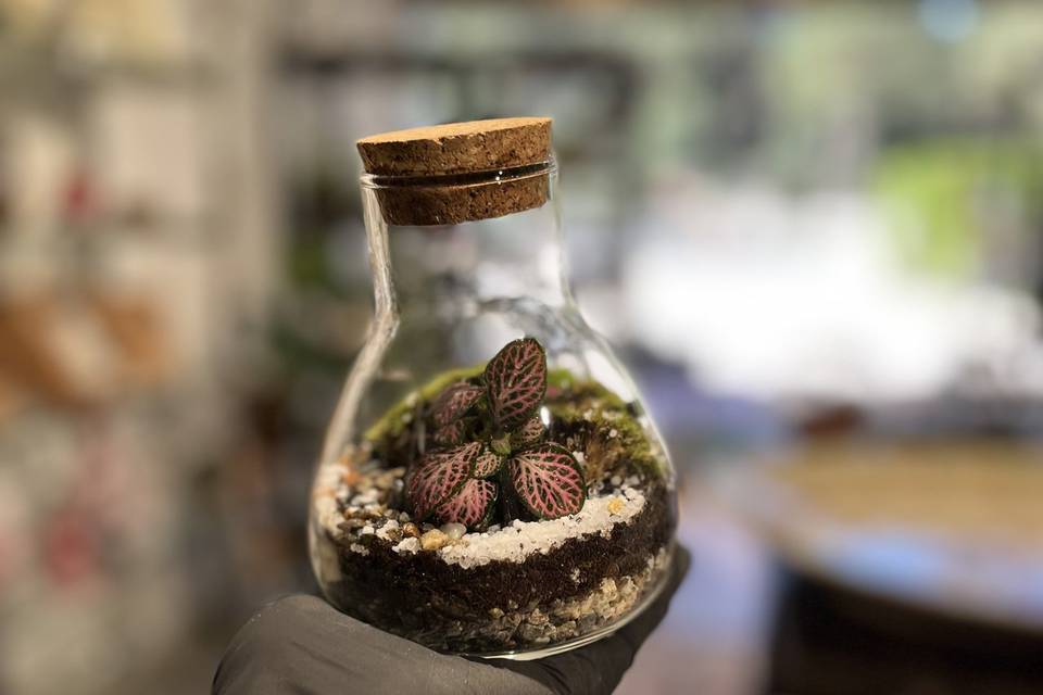 Terrario bomboniera