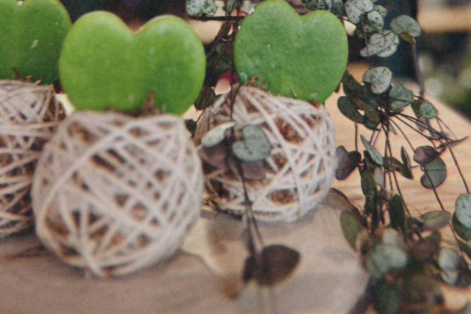 Bomboniere Kokedama