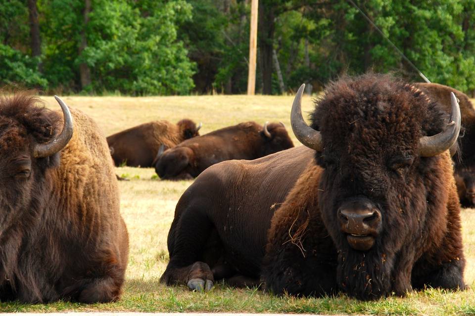 Yellowstone