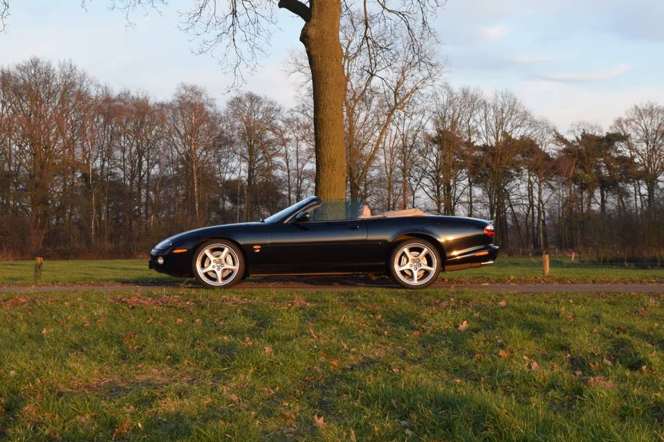 Jaguar