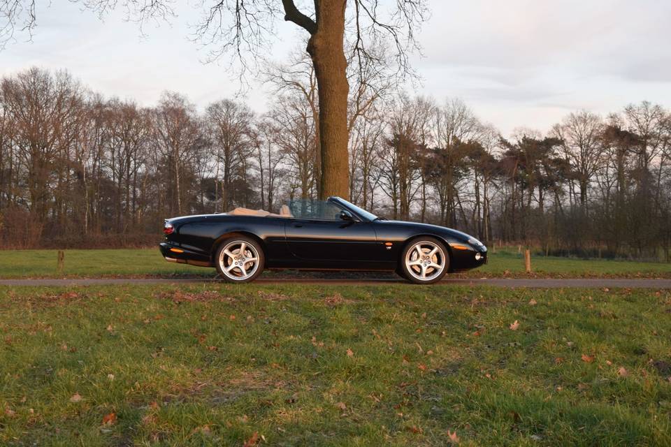 Jaguar