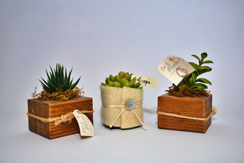 Succulente e legno