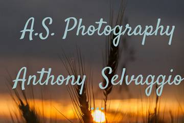 Anthony selvaggio