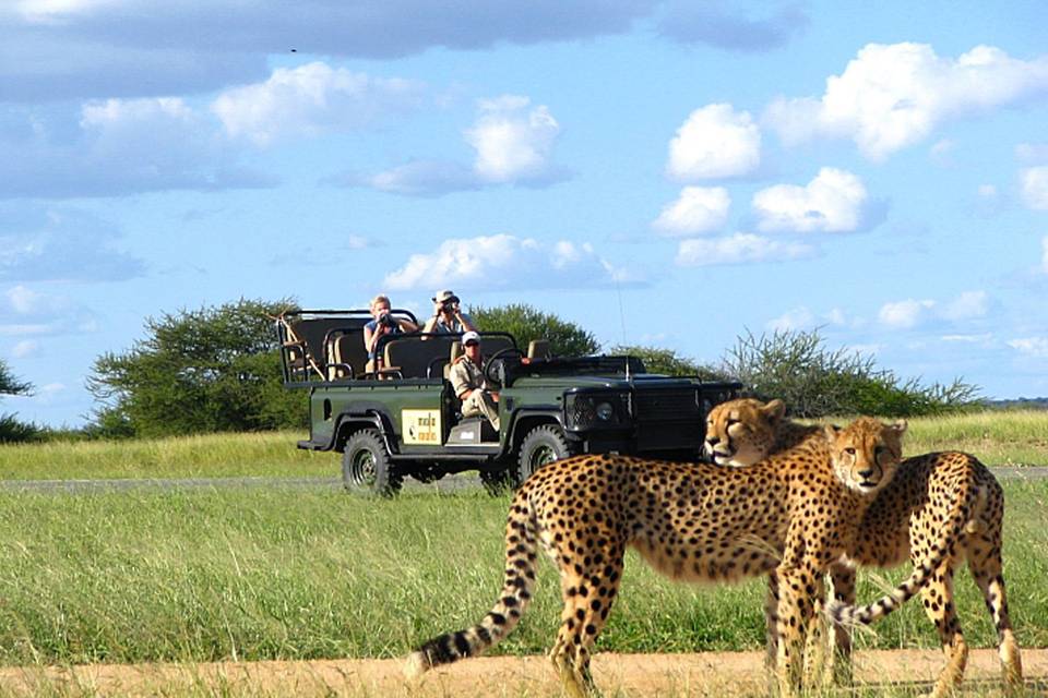 Suf Africa - Safari