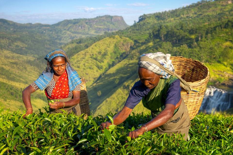 Piantagioni di te, Sri Lanka