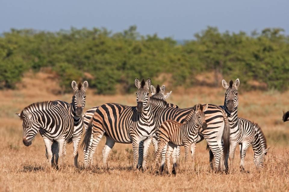 Safari, Sudafrica