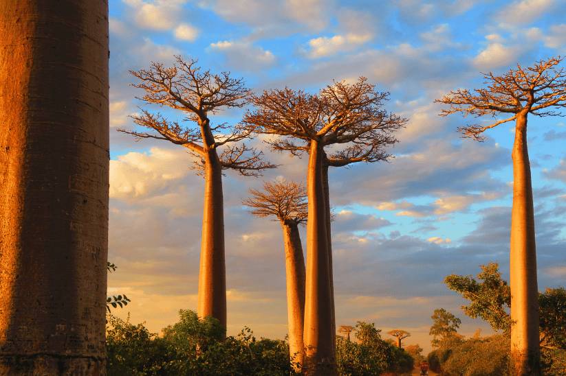 Morondava - Ovest Madagascar