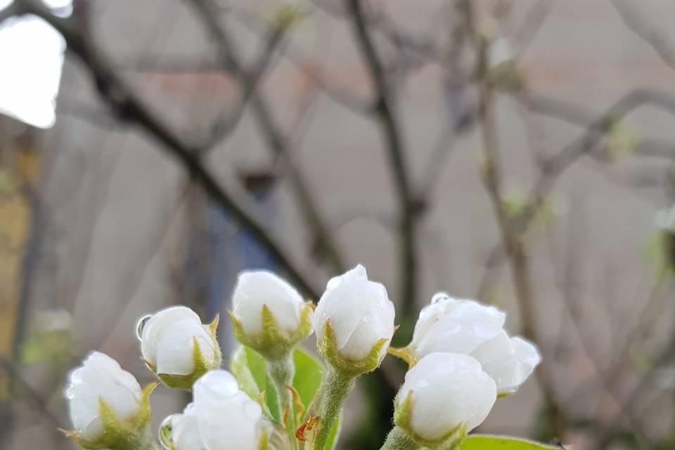 LeColombaie fiori