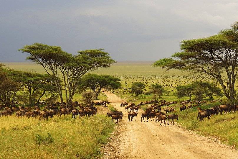 Safari in Tanzania