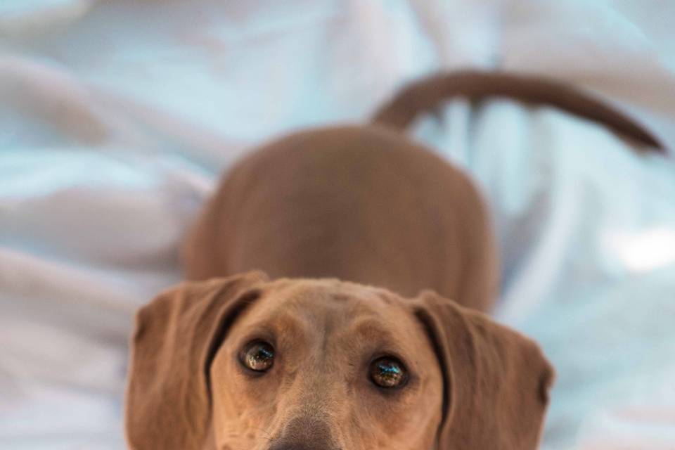 Dog shooting
