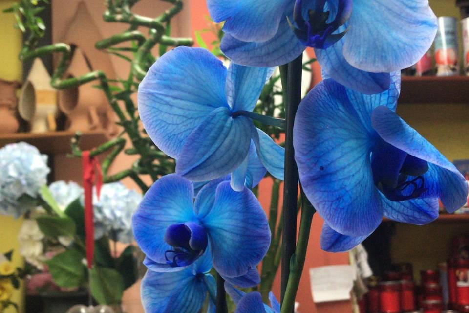 Orchidea Blu