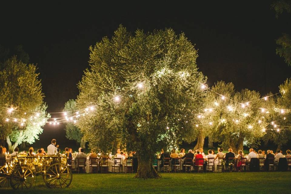 Wedding under olive grove