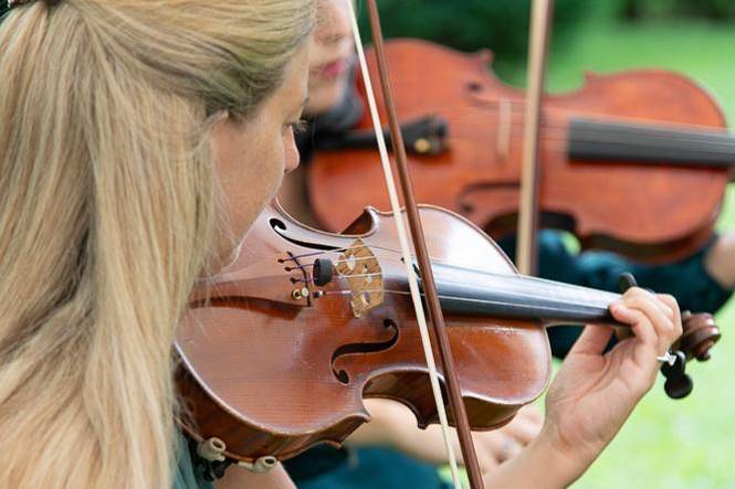 Violino