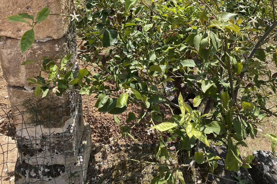 Paeonia Azienda Agricola