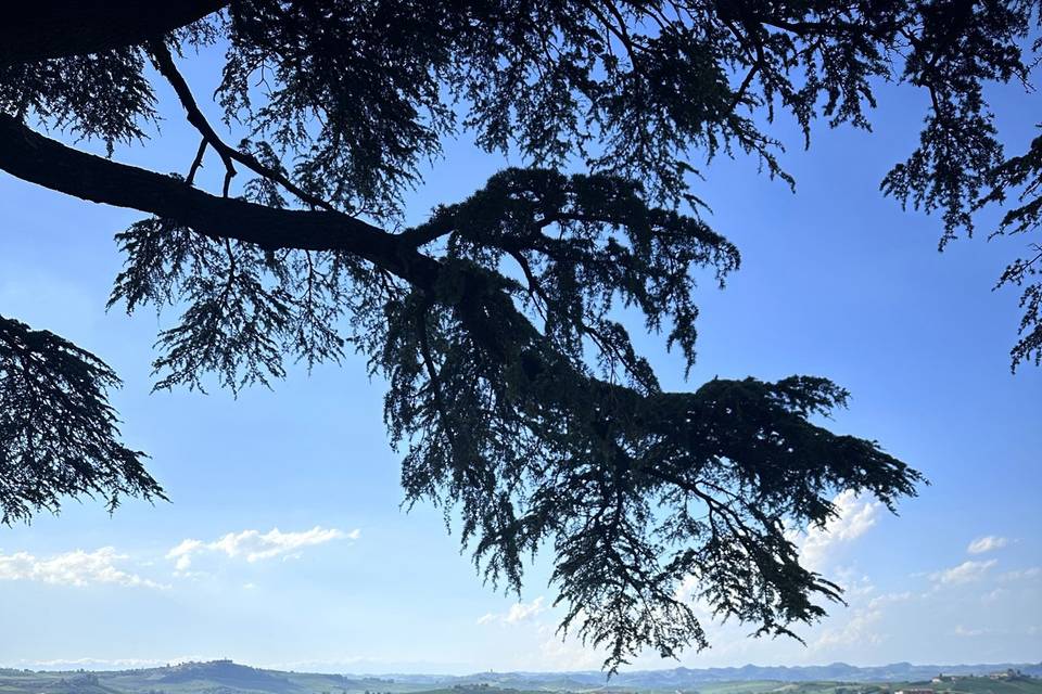 Pranzo al Cedro del Libano