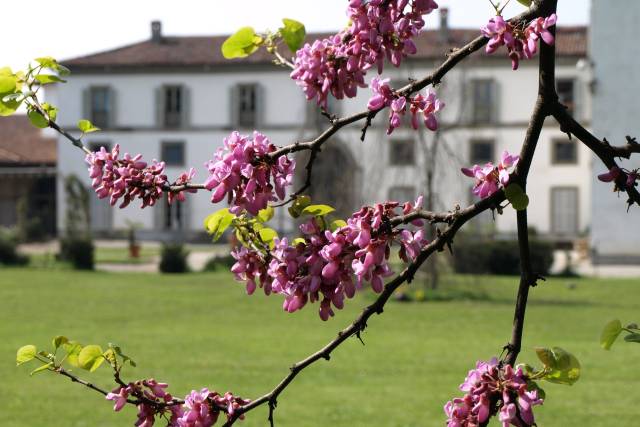 Telo Bagno Fiori Di Pesco - Giardino di Rose: Biancheria per la