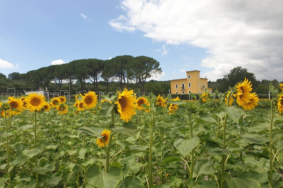 Girasoli