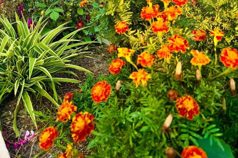 Colori
