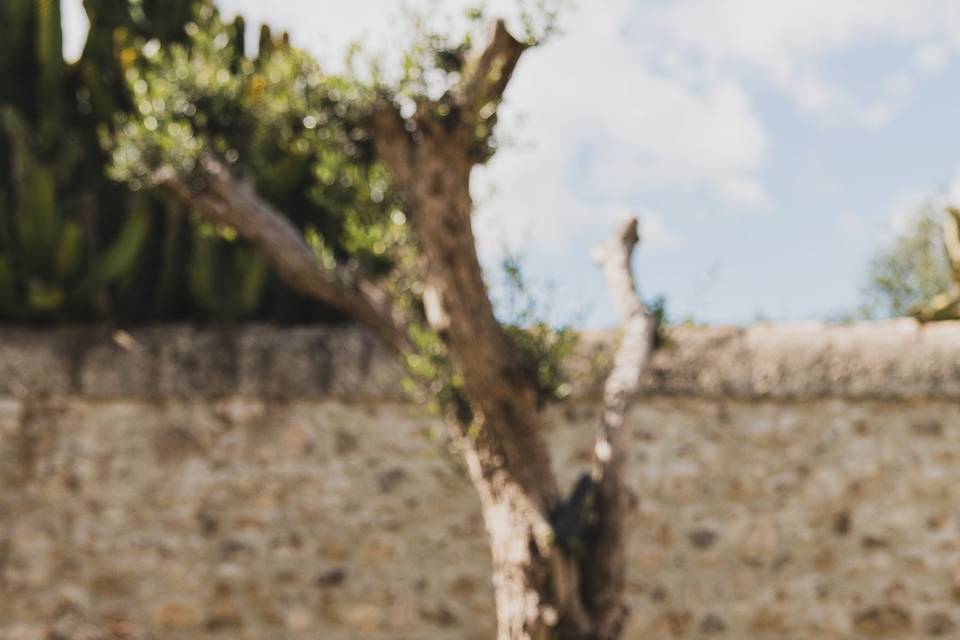 Château Bonfalà