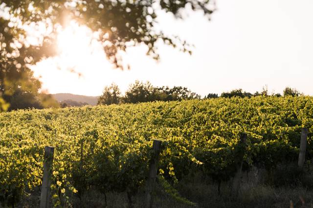Le nostre vigne