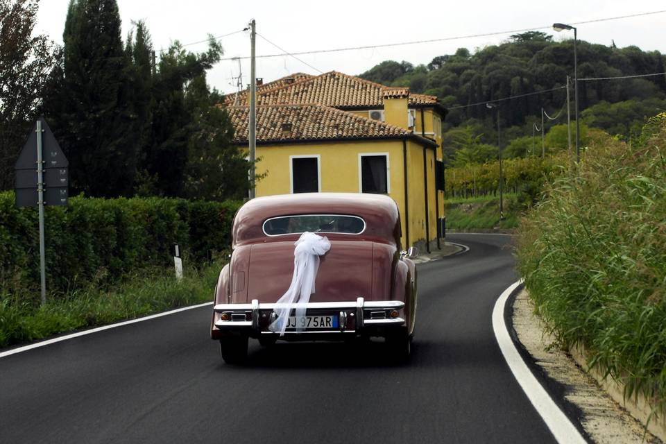 Foto Rex di Bragante Giorgio