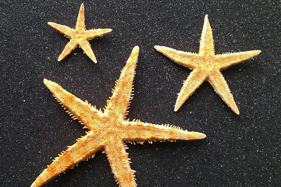 Stelle marine naturali