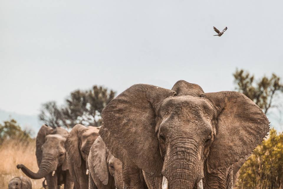 Safari in Africa