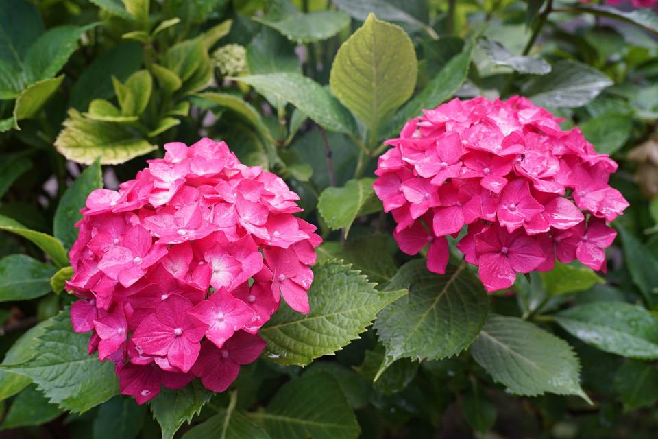 Colori de 