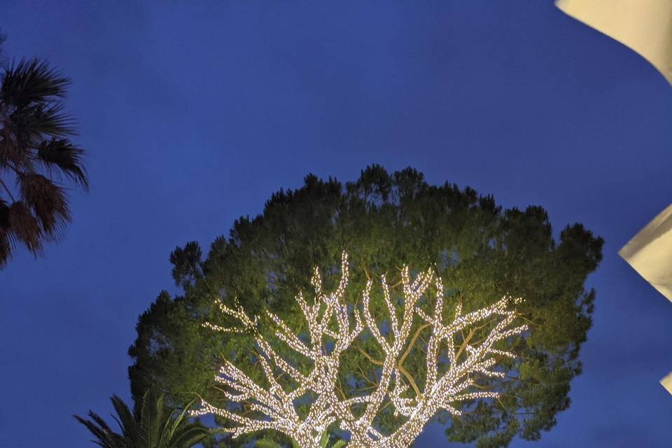 Albero