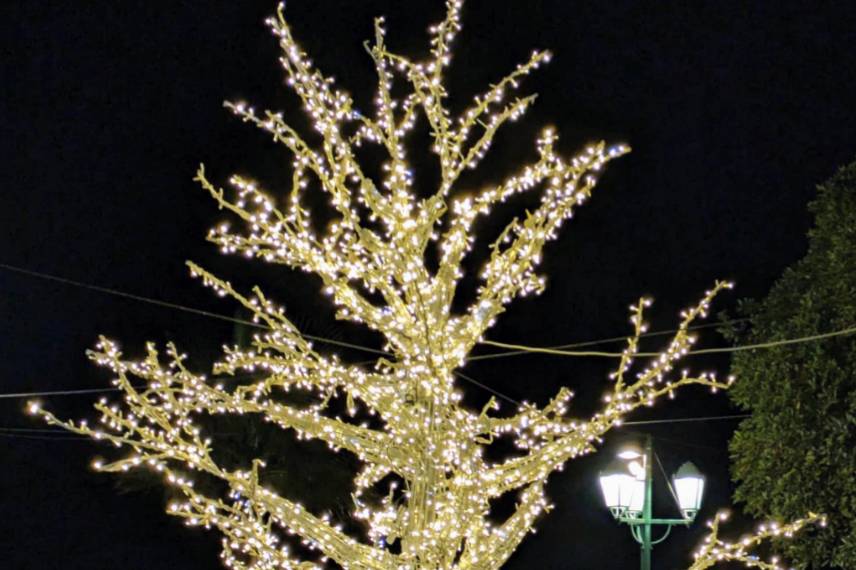 Struttura albero