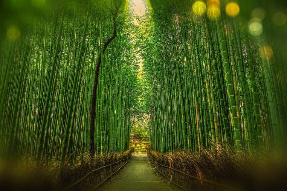 Bamboo forest